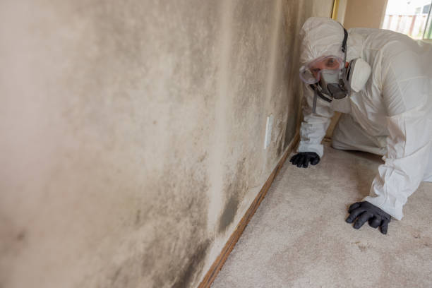 Why You Should Choose Our Mold Remediation Services in Diamond Ridge, AK